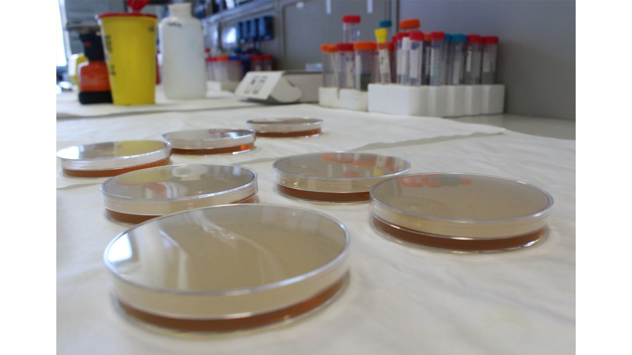 Microbiologia